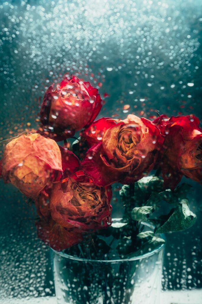 dried roses behind rain symbolizing Miscarriage and Self-Blame