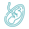 uterus and baby icon